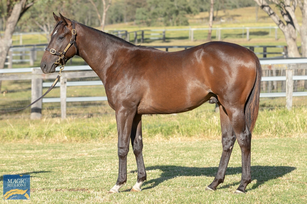 2023 Gold Coast Yearling Sale Lot 385 Blue Point IRE Shush AUS 